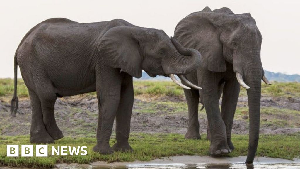 Botswana wants to send 20,000 elephants to Germany