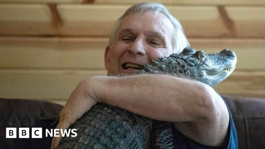 Emotional support alligator taken and released in swamp